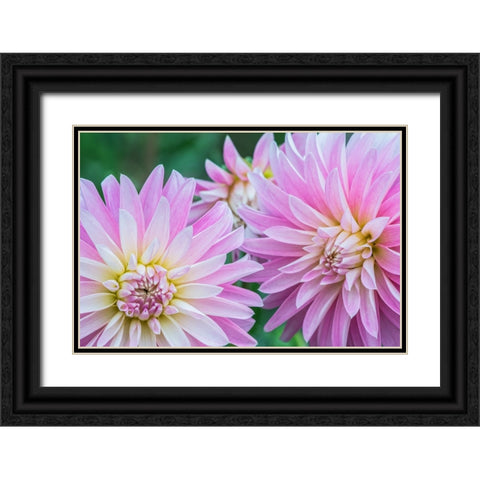 Washington State-Seattle Dahlia Black Ornate Wood Framed Art Print with Double Matting by Tilley, Rob