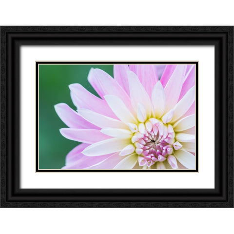 Washington State-Seattle Dahlia Black Ornate Wood Framed Art Print with Double Matting by Tilley, Rob