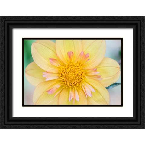 Washington State-Seattle Dahlia Black Ornate Wood Framed Art Print with Double Matting by Tilley, Rob