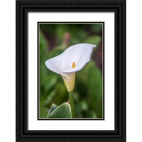Washington State-Seattle Lily Black Ornate Wood Framed Art Print with Double Matting by Tilley, Rob