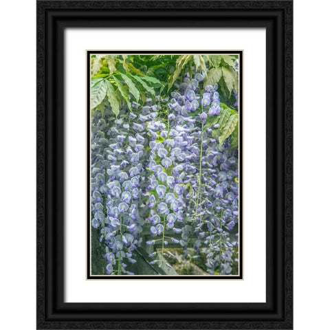 Washington State-Seattle Wisteria Black Ornate Wood Framed Art Print with Double Matting by Tilley, Rob