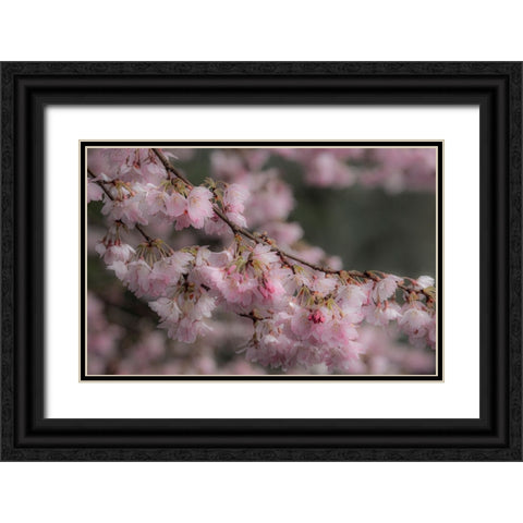 USA-Washington State-Fall City-Springtime cherry trees blooming along Snoqualmie River Black Ornate Wood Framed Art Print with Double Matting by Gulin, Sylvia