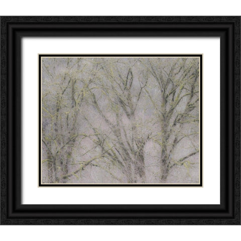 USA-Washington State-Fall City soft focus springtime Big Leaf Maple trees Black Ornate Wood Framed Art Print with Double Matting by Gulin, Sylvia