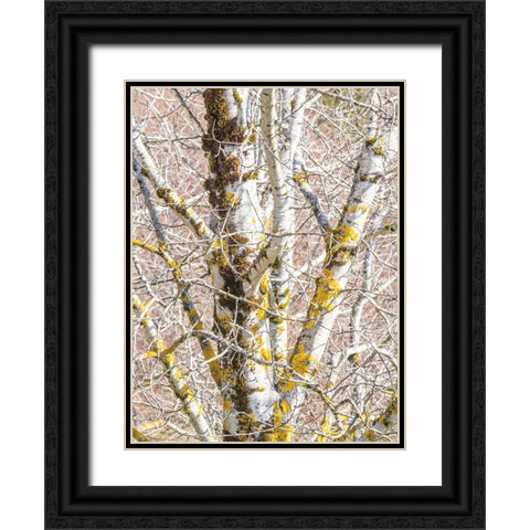 USA-Washington State-Bellevue-Birch tree with lichen early spring Black Ornate Wood Framed Art Print with Double Matting by Gulin, Sylvia