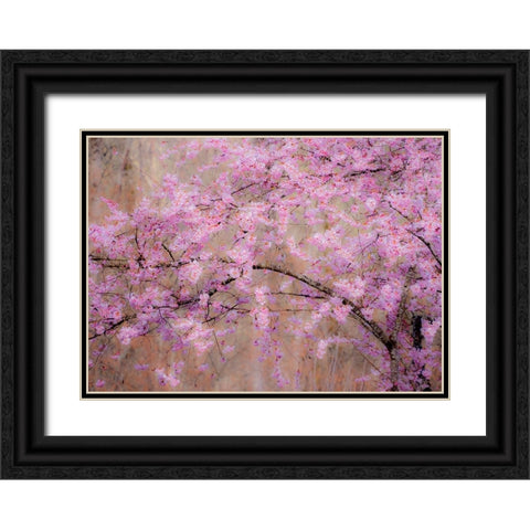 USA-Washington State-Fall City-Springtime cherry trees blooming along Snoqualmie River Black Ornate Wood Framed Art Print with Double Matting by Gulin, Sylvia