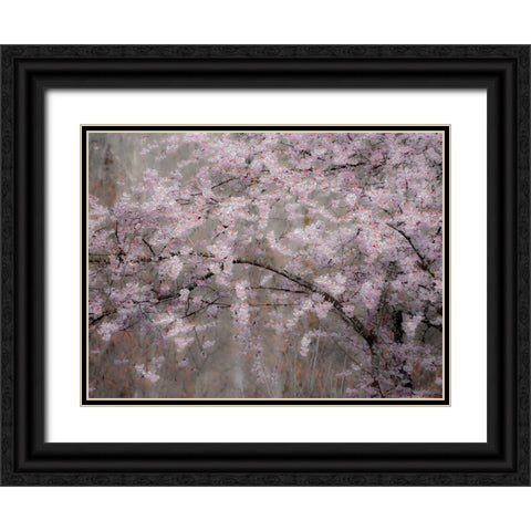 USA-Washington State-Fall City-Springtime cherry trees blooming along Snoqualmie River Black Ornate Wood Framed Art Print with Double Matting by Gulin, Sylvia