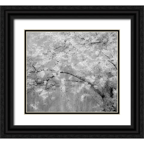 USA-Washington State-Fall City-Springtime cherry trees blooming along Snoqualmie River Black Ornate Wood Framed Art Print with Double Matting by Gulin, Sylvia