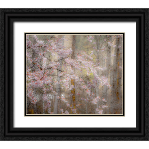 USA-Washington State-Fall City-Springtime cherry trees blooming along Snoqualmie River Black Ornate Wood Framed Art Print with Double Matting by Gulin, Sylvia