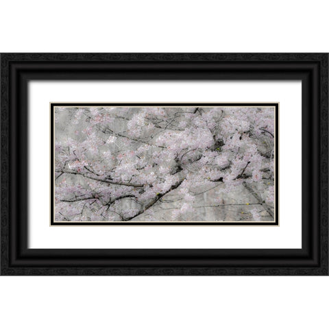 USA-Washington State-Fall City-Springtime cherry trees blooming along Snoqualmie River Black Ornate Wood Framed Art Print with Double Matting by Gulin, Sylvia