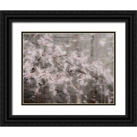 USA-Washington State-Fall City-Springtime cherry trees blooming along Snoqualmie River Black Ornate Wood Framed Art Print with Double Matting by Gulin, Sylvia