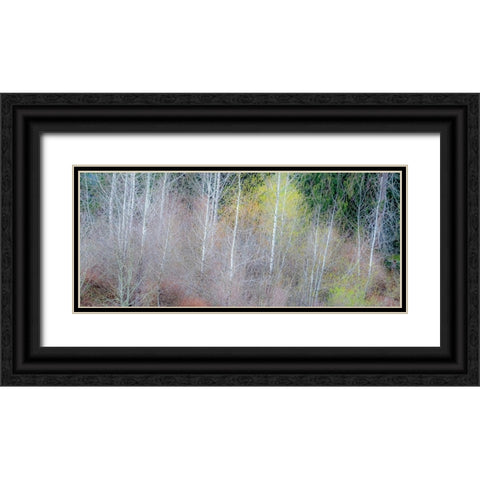 USA-Washington State-Sammamish springtime and alder and willow trees in early spring pano Black Ornate Wood Framed Art Print with Double Matting by Gulin, Sylvia