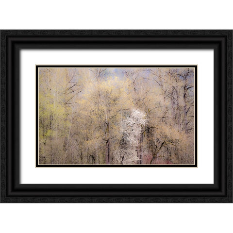 USA-Washington State-Carnation-springtime with flowering wild Cherry and Cottonwoods Black Ornate Wood Framed Art Print with Double Matting by Gulin, Sylvia