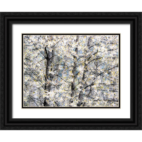 USA-Washington State-Fall City wild cherry springtime blooming Black Ornate Wood Framed Art Print with Double Matting by Gulin, Sylvia