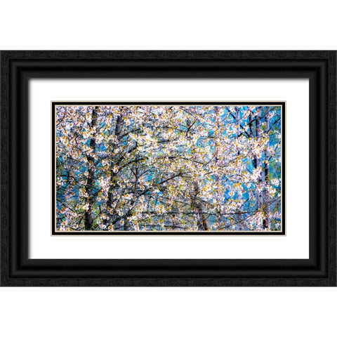 USA-Washington State-Fall City wild cherry springtime blooming Black Ornate Wood Framed Art Print with Double Matting by Gulin, Sylvia