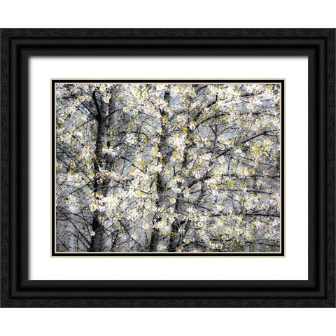 USA-Washington State-Fall City wild cherry springtime blooming Black Ornate Wood Framed Art Print with Double Matting by Gulin, Sylvia