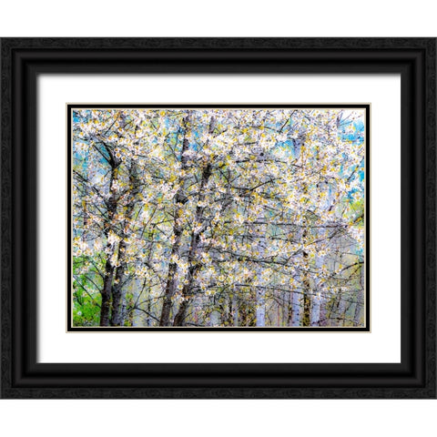 USA-Washington State-Fall City wild cherry springtime blooming Black Ornate Wood Framed Art Print with Double Matting by Gulin, Sylvia