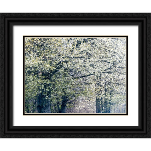 USA-Washington State-Fall City wild cherry springtime blooming Black Ornate Wood Framed Art Print with Double Matting by Gulin, Sylvia