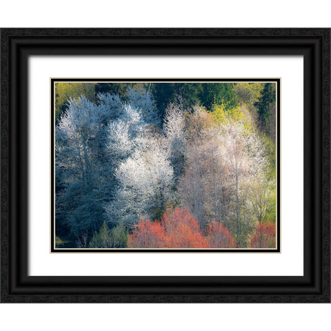 USA-Washington State-Fall City wild cherry springtime blooming Black Ornate Wood Framed Art Print with Double Matting by Gulin, Sylvia