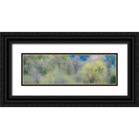 USA-Washington State-Pacific Northwest-Fall City springtime and Cottonwood trees just budding out Black Ornate Wood Framed Art Print with Double Matting by Gulin, Sylvia