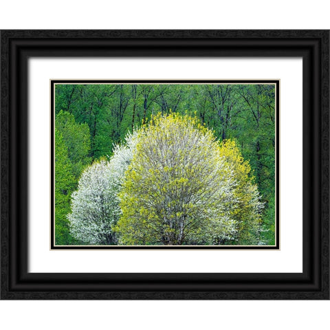 USA-Washington State-Pacific Northwest-Fall City springtime and flowering wild Cherry Black Ornate Wood Framed Art Print with Double Matting by Gulin, Sylvia