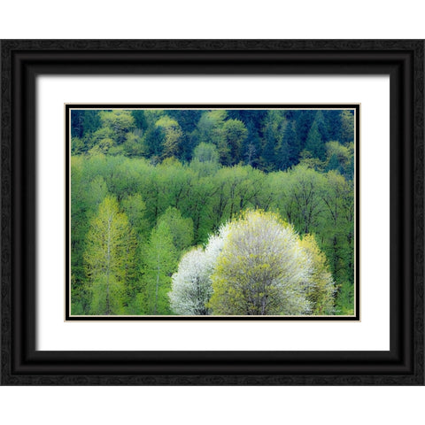 USA-Washington State-Pacific Northwest-Fall City springtime and flowering wild Cherry Black Ornate Wood Framed Art Print with Double Matting by Gulin, Sylvia
