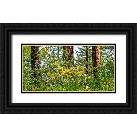 USA-Washington State-Leavenworth Balsamroot blooming amongst Ponderosa Pine Black Ornate Wood Framed Art Print with Double Matting by Gulin, Sylvia