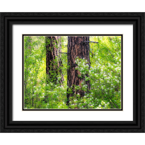 USA-Washington State-Leavenworth white flowering bush amongst Ponderosa Pine Black Ornate Wood Framed Art Print with Double Matting by Gulin, Sylvia
