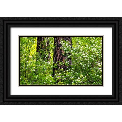 USA-Washington State-Leavenworth white flowering bush amongst Ponderosa Pine Black Ornate Wood Framed Art Print with Double Matting by Gulin, Sylvia