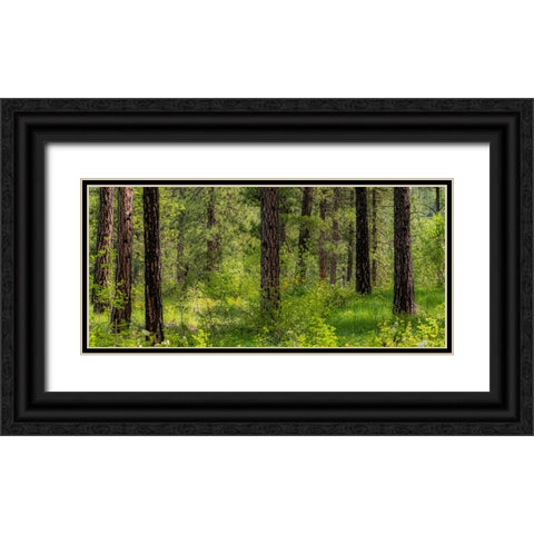 USA-Washington State-Leavenworth Balsamroot blooming amongst Ponderosa Pine Black Ornate Wood Framed Art Print with Double Matting by Gulin, Sylvia