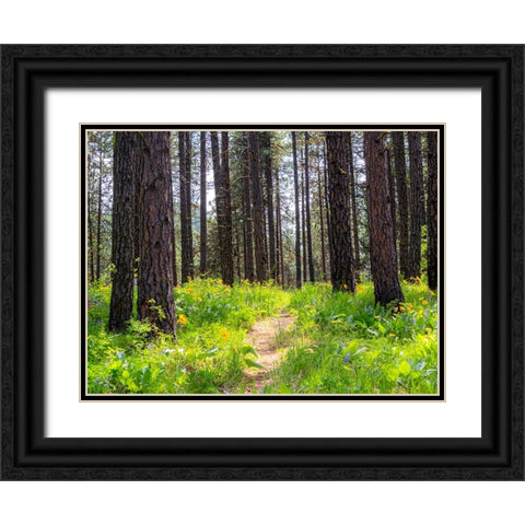 USA-Washington State-Leavenworth Balsamroot blooming amongst Ponderosa Pine Black Ornate Wood Framed Art Print with Double Matting by Gulin, Sylvia