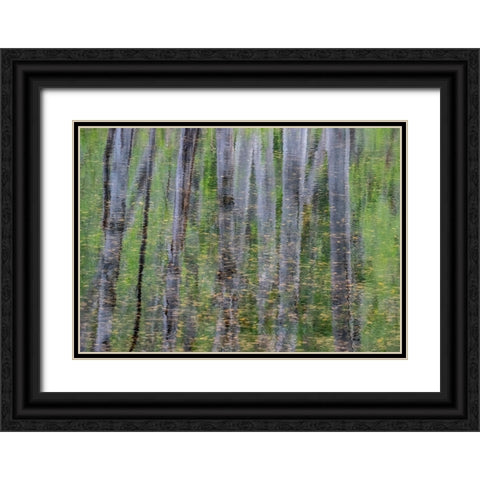 USA-Washington State-Old Cascade Highway off of Highway 2 and pond reflecting alder trees Black Ornate Wood Framed Art Print with Double Matting by Gulin, Sylvia