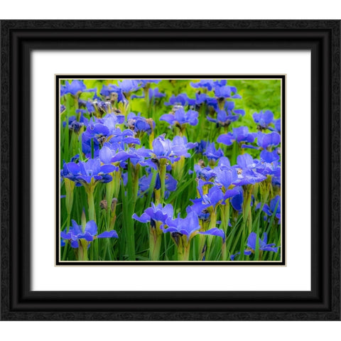 USA-Washington State-Pacific Northwest-Bellevue and the Bellevue Botanical Gardens springtime Black Ornate Wood Framed Art Print with Double Matting by Gulin, Sylvia