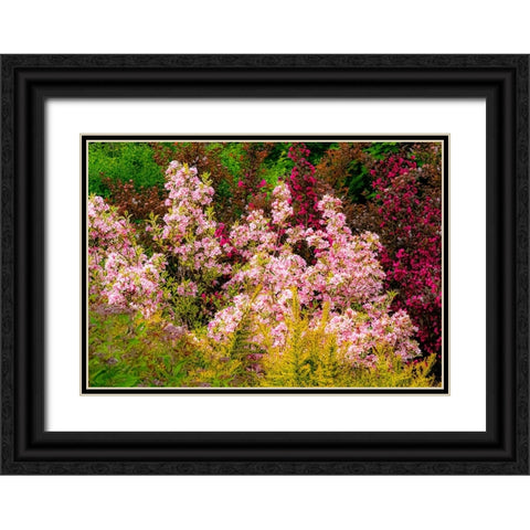 USA-Washington State-Pacific Northwest-Bellevue and the Bellevue Botanical Gardens springtime Black Ornate Wood Framed Art Print with Double Matting by Gulin, Sylvia