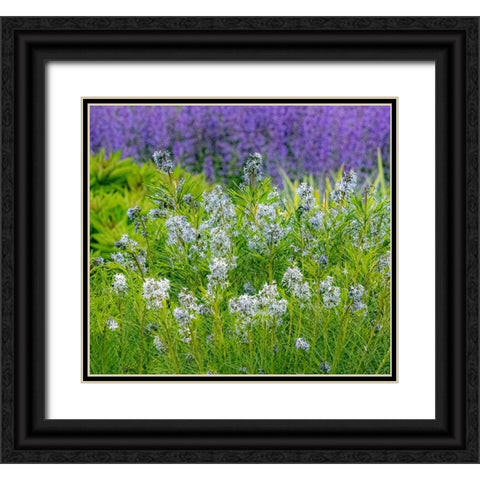 USA-Washington State-Pacific Northwest-Bellevue and the Bellevue Botanical Gardens springtime Black Ornate Wood Framed Art Print with Double Matting by Gulin, Sylvia