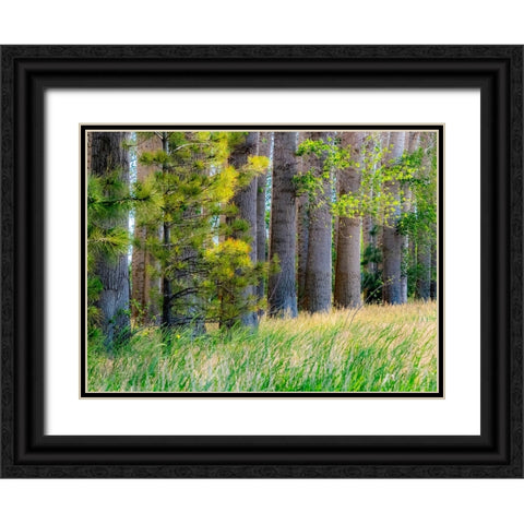 USA-Washington State-Othello grove of trees along Highway 26 Black Ornate Wood Framed Art Print with Double Matting by Gulin, Sylvia
