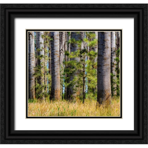 USA-Washington State-Othello grove of trees along Highway 26 Black Ornate Wood Framed Art Print with Double Matting by Gulin, Sylvia