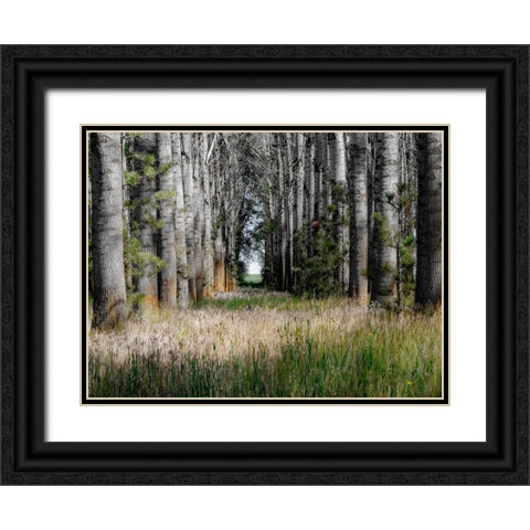 USA-Washington State-Othello grove of trees along Highway 26 Black Ornate Wood Framed Art Print with Double Matting by Gulin, Sylvia