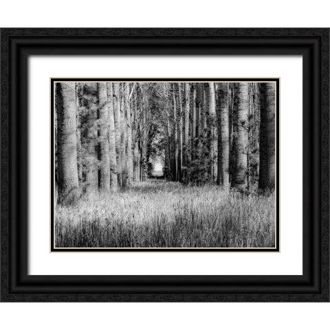 USA-Washington State-Othello grove of trees along Highway 26 Black Ornate Wood Framed Art Print with Double Matting by Gulin, Sylvia