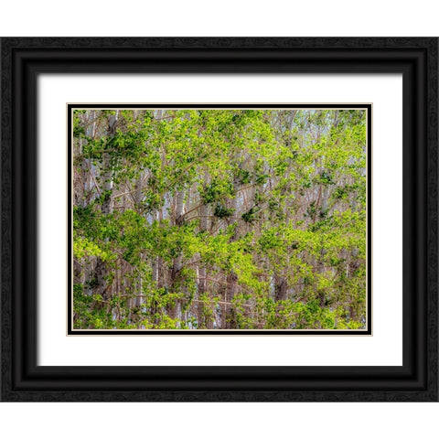 USA-Washington State-Othello grove of trees along Highway 26 Black Ornate Wood Framed Art Print with Double Matting by Gulin, Sylvia