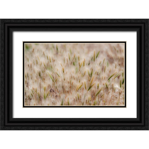 USA-Washington State-Benge Dried grass seed heads Black Ornate Wood Framed Art Print with Double Matting by Gulin, Sylvia