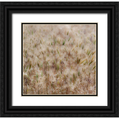 USA-Washington State-Benge Dried grass seed heads Black Ornate Wood Framed Art Print with Double Matting by Gulin, Sylvia