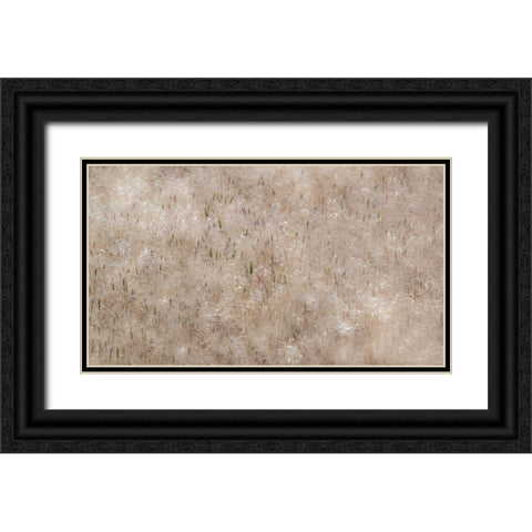 USA-Washington State-Benge Dried grass seed heads Black Ornate Wood Framed Art Print with Double Matting by Gulin, Sylvia