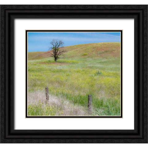 USA-Washington State-Eastern Washington-Benge With lone dead tree in field of grasses Black Ornate Wood Framed Art Print with Double Matting by Gulin, Sylvia