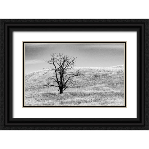 USA-Washington State-Eastern Washington-Benge With lone dead tree in field of grasses Black Ornate Wood Framed Art Print with Double Matting by Gulin, Sylvia