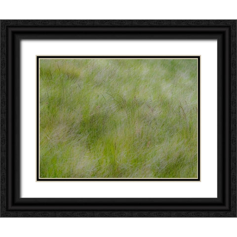 USA-Washington State-Palouse grasses soft focused near Colfax Black Ornate Wood Framed Art Print with Double Matting by Gulin, Sylvia