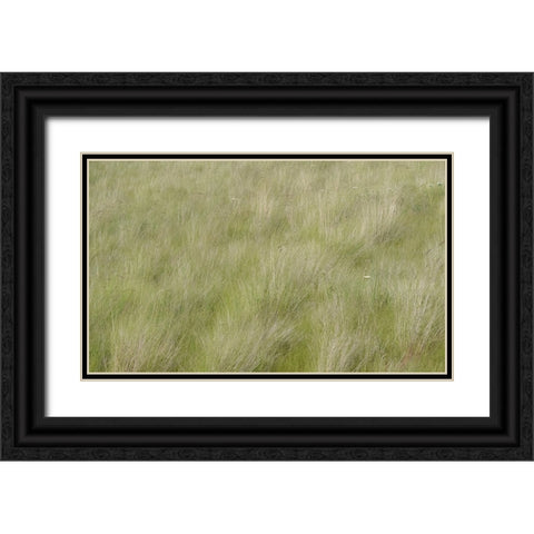 USA-Washington State-Palouse grasses soft focused near Colfax Black Ornate Wood Framed Art Print with Double Matting by Gulin, Sylvia
