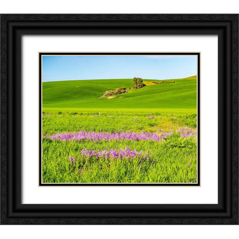 USA-Washington State-Palouse wheat fields and dollar plant in bloom near Pulman Black Ornate Wood Framed Art Print with Double Matting by Gulin, Sylvia