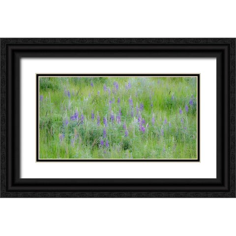 USA-Washington State-Colfax Palouse field of grass and lupine Black Ornate Wood Framed Art Print with Double Matting by Gulin, Sylvia