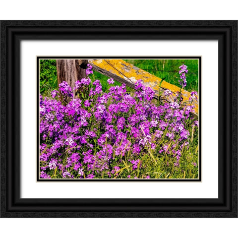 USA-Washington State-Palouse Lichen covered fence post surrounded by dollar plant flowers Black Ornate Wood Framed Art Print with Double Matting by Gulin, Sylvia