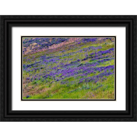 USA-Washington State-Palouse with hillside of vetch Black Ornate Wood Framed Art Print with Double Matting by Gulin, Sylvia